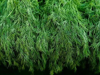 تصویر 5 از قیمت خرید عمده سبزی شوید خشک صادراتی + سود بالا
